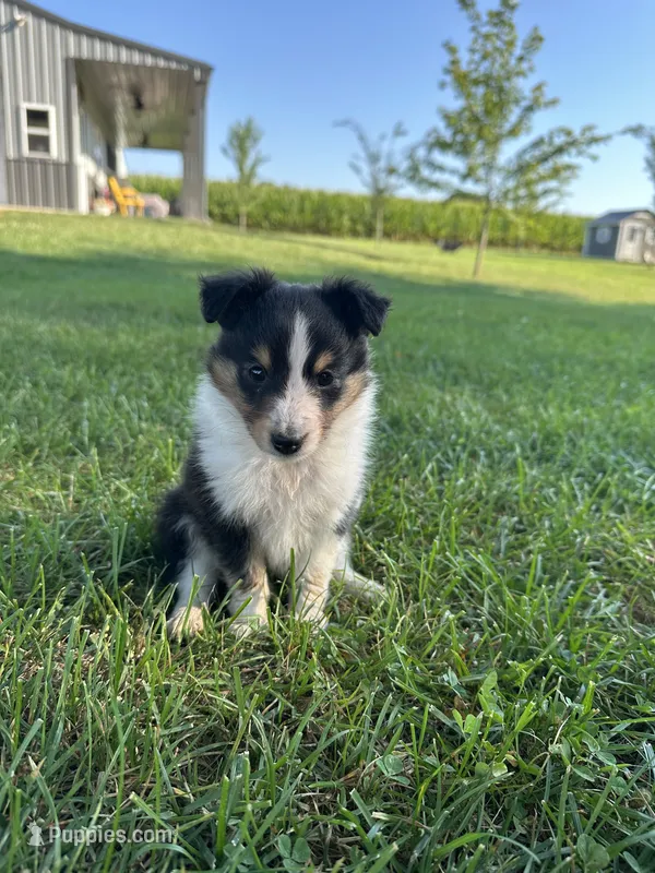 Dottie – Shetland Sheepdog puppy for sale in Brazil, IN