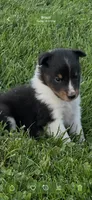 Rudy, a male Shetland Sheepdog for sale in Brazil, IN – 1 of 1