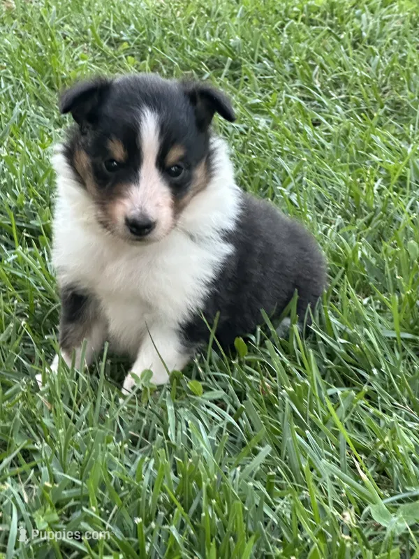 Dottie – Shetland Sheepdog puppy for sale in Brazil, IN
