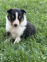 Dottie, a female Shetland Sheepdog for sale in Brazil, IN – 1 of 1