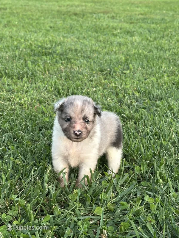 Teddy – Shetland Sheepdog puppy for sale in Brazil, IN