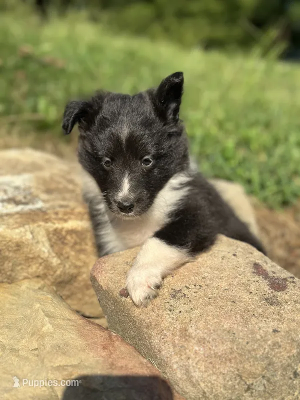 Sam – Shetland Sheepdog puppy for sale in Brazil, IN