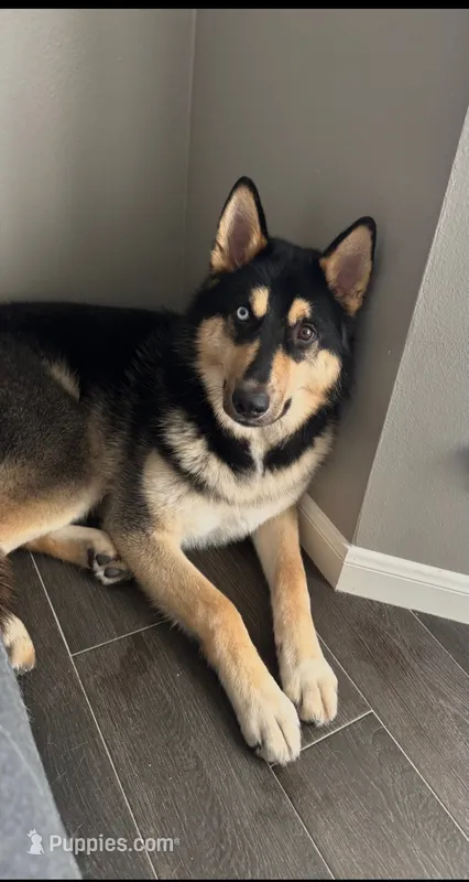 Kratos  – German Shepherd Dog, Alaskan Husky puppy for sale in Houston, TX