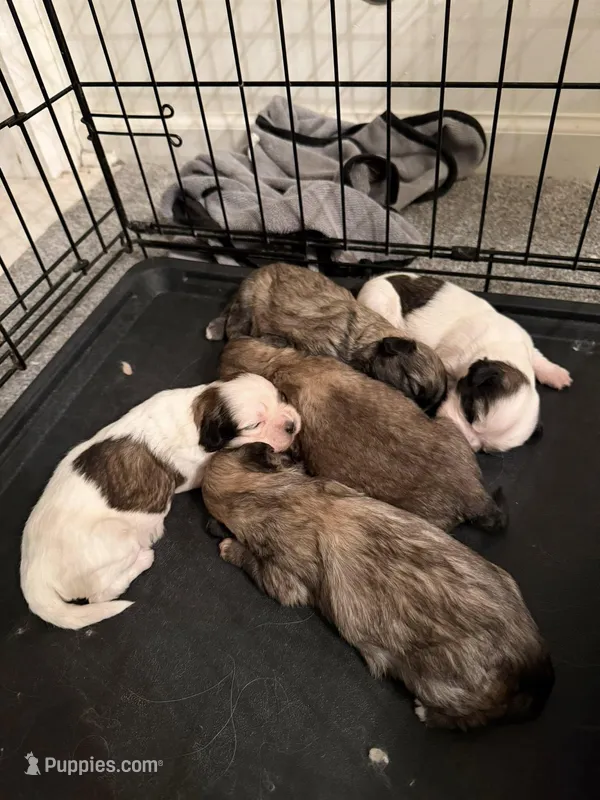 Bentley – Shih Tzu puppy for sale in Oswego, IL