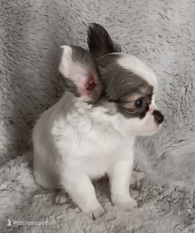 Bella – Chihuahua puppy for sale in Gadsden, AL