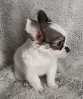 Bella, a female Chihuahua for sale in Gadsden, AL – 1 of 6