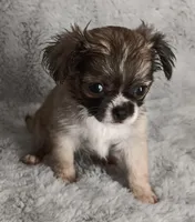 Julie, a female Chihuahua for sale in Gadsden, AL – Photo 4 of 4