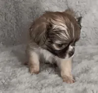 Julie, a female Chihuahua for sale in Gadsden, AL – Photo 2 of 4