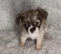 Julie, a female Chihuahua for sale in Gadsden, AL – Photo 3 of 4