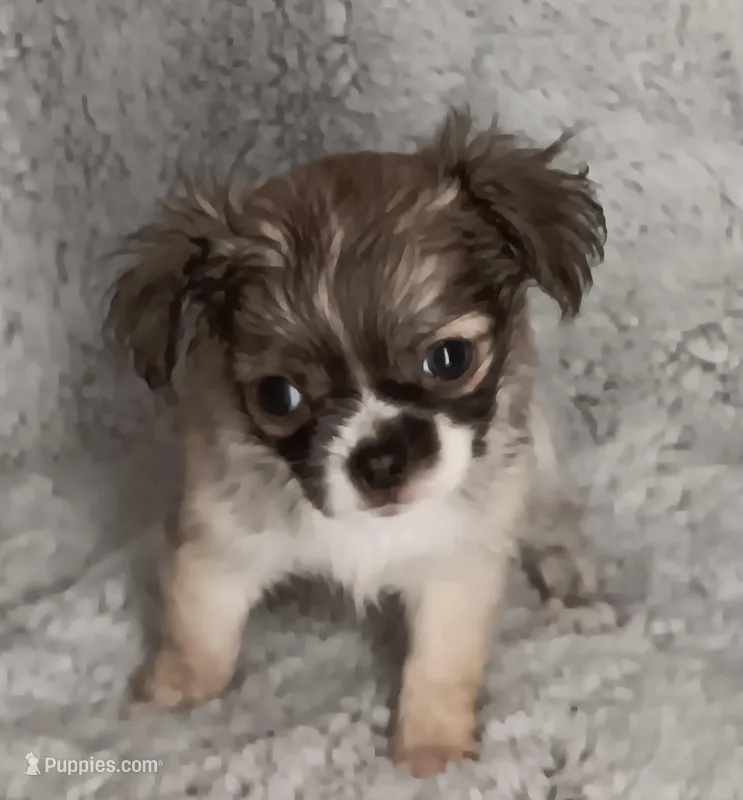 Julie, a female Chihuahua for sale in Gadsden, AL – Photo 1 of 4