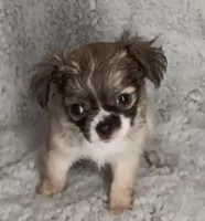 Julie, a female Chihuahua for sale in Gadsden, AL – Photo 1 of 4