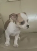 Pedro, a male Chihuahua for sale in Gadsden, AL – 1 of 4