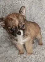 Julia, a female Chihuahua for sale in Gadsden, AL – 4 of 4
