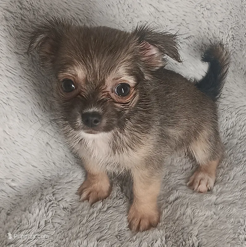 Bella – Chihuahua puppy for sale in Gadsden, AL