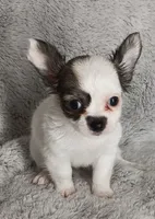 Bella, a female Chihuahua for sale in Gadsden, AL – 5 of 6