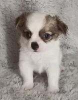Pedro, a male Chihuahua for sale in Gadsden, AL – 2 of 5