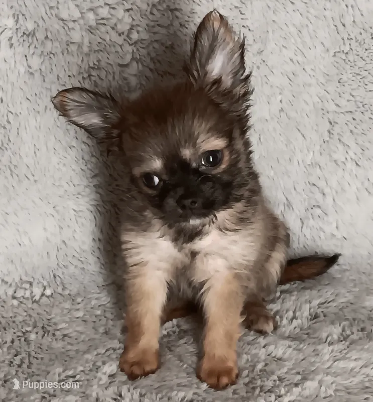 Chase – Chihuahua puppy for sale in Gadsden, AL
