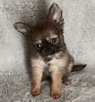 Chase, a male Chihuahua for sale in Gadsden, AL – 1 of 4