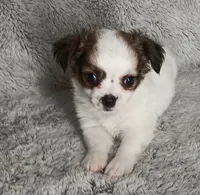 Chase, a male Chihuahua for sale in Gadsden, AL – 6 of 6