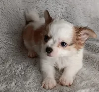 Bentley , a male Chihuahua for sale in Gadsden, AL – 4 of 6