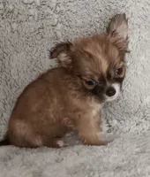 Julia, a female Chihuahua for sale in Gadsden, AL – 3 of 4