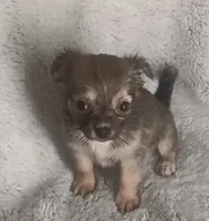 Bella, a female Chihuahua for sale in Gadsden, AL – 3 of 6