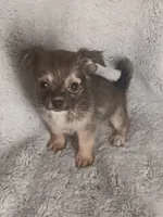 Bella, a female Chihuahua for sale in Gadsden, AL – 6 of 6