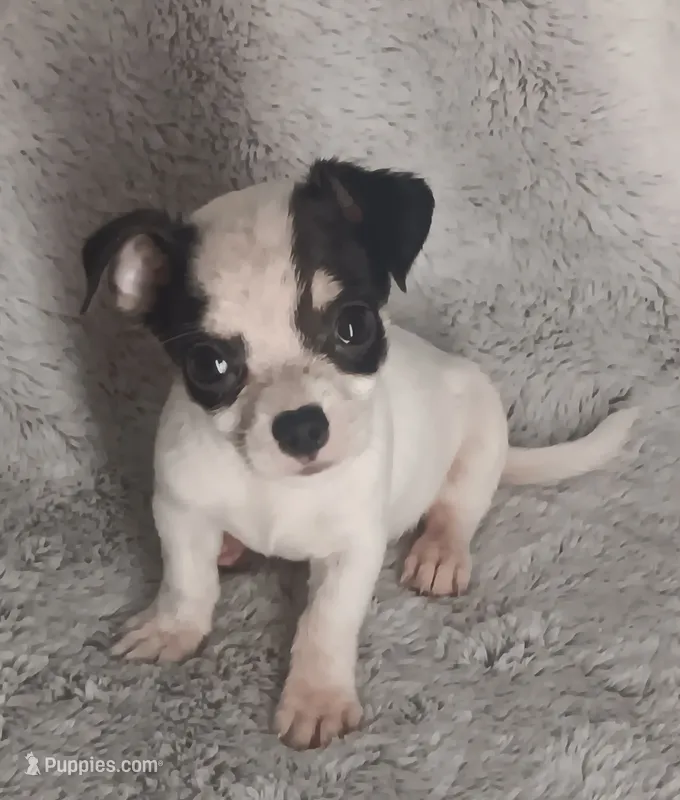 Tim – Chihuahua puppy for sale in Gadsden, AL