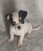 Tim, a male Chihuahua for sale in Gadsden, AL – 1 of 5