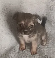 Bella, a female Chihuahua for sale in Gadsden, AL – 2 of 6