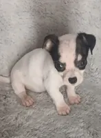 Tim, a male Chihuahua for sale in Gadsden, AL – 2 of 5
