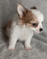 Bentley , a male Chihuahua for sale in Gadsden, AL – 6 of 6