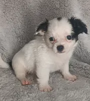 Bentley , a male Chihuahua for sale in Gadsden, AL – 4 of 4