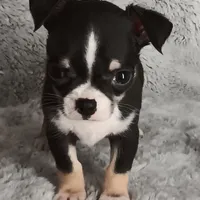 Pending, a male Chihuahua for sale in Gadsden, AL – Photo 2 of 5