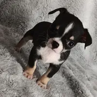 Pending, a male Chihuahua for sale in Gadsden, AL – Photo 1 of 5