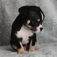 Pending, a male Chihuahua for sale in Gadsden, AL – Photo 3 of 5