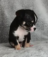 Chase, a male Chihuahua for sale in Gadsden, AL – Photo 3 of 5