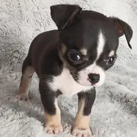 Pending, a male Chihuahua for sale in Gadsden, AL – Photo 5 of 5