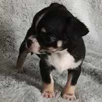 Pending, a male Chihuahua for sale in Gadsden, AL – Photo 4 of 5