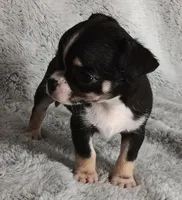 Chase, a male Chihuahua for sale in Gadsden, AL – Photo 4 of 5