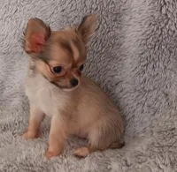 Sold!, a female Chihuahua for sale in Gadsden, AL – Photo 1 of 6