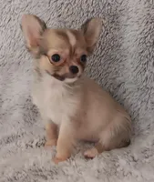 Sold!, a female Chihuahua for sale in Gadsden, AL – Photo 6 of 6