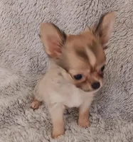 Sold!, a female Chihuahua for sale in Gadsden, AL – Photo 3 of 6