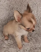 Sold!, a female Chihuahua for sale in Gadsden, AL – Photo 5 of 6