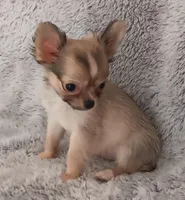 Sold!, a female Chihuahua for sale in Gadsden, AL – Photo 4 of 6