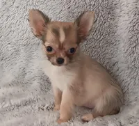 Sold!, a female Chihuahua for sale in Gadsden, AL – Photo 2 of 6