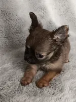 Chase, a male Chihuahua for sale in Gadsden, AL – 4 of 4