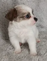 Pedro, a male Chihuahua for sale in Gadsden, AL – 5 of 5