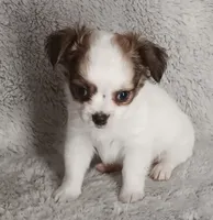 Chase, a male Chihuahua for sale in Gadsden, AL – 2 of 6