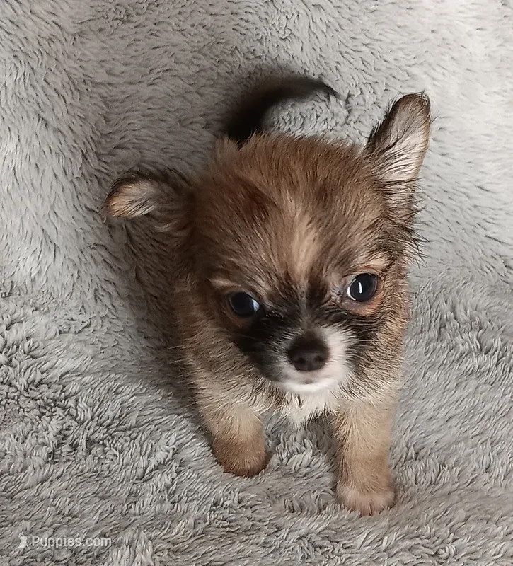 Julia – Chihuahua puppy for sale in Gadsden, AL
